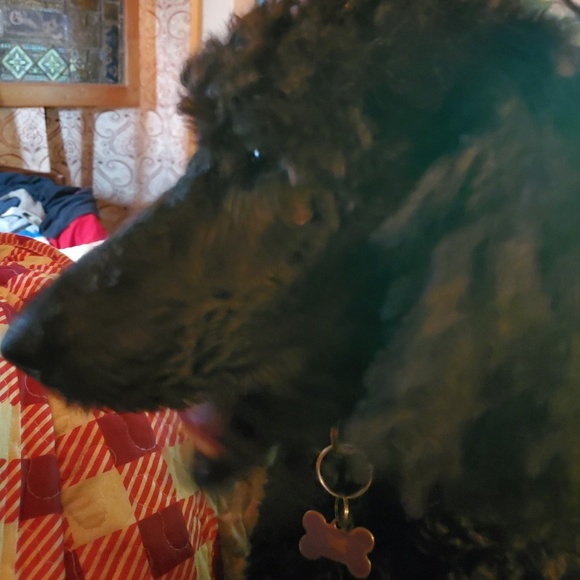 Meet your Posher, Peggy - Picture 1 of 1